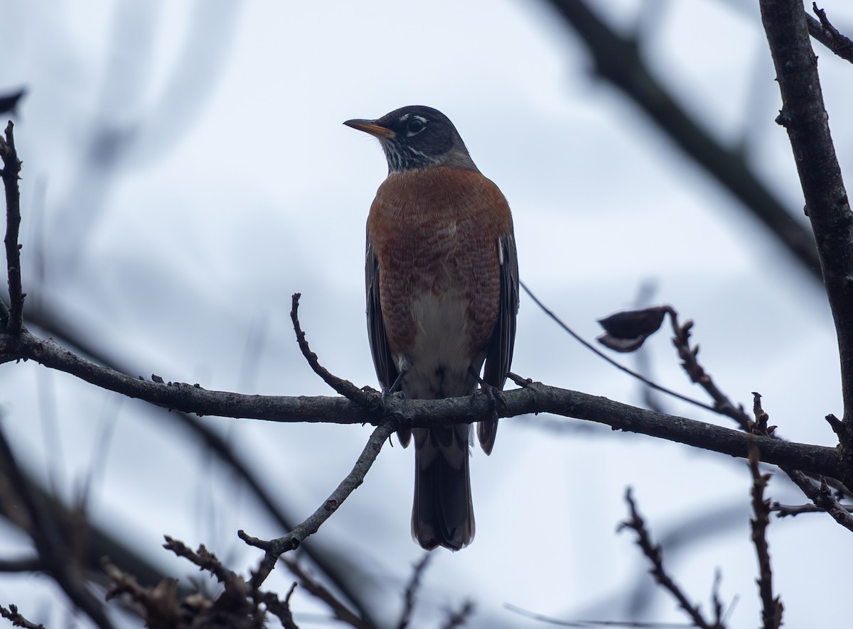 Merle d'Amérique - ML647638747