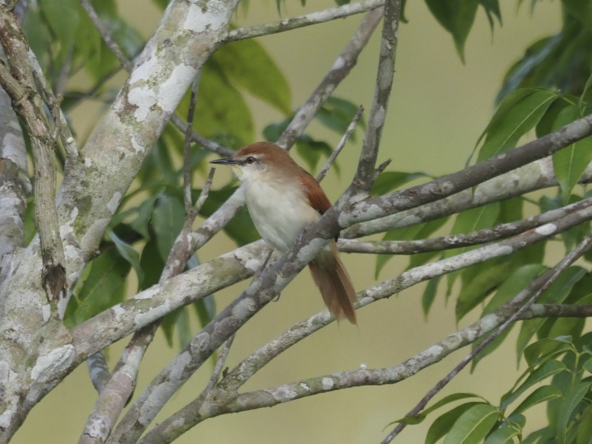Synallaxe à gorge jaune - ML647638751