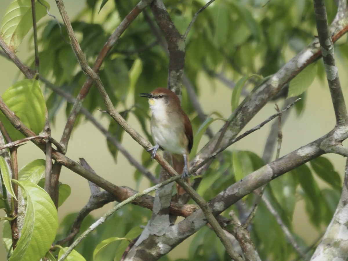 Synallaxe à gorge jaune - ML647638752