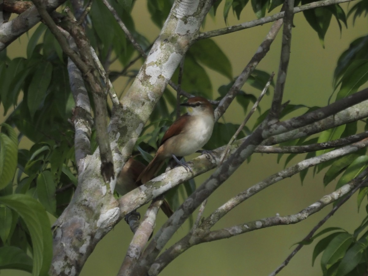 Synallaxe à gorge jaune - ML647638753