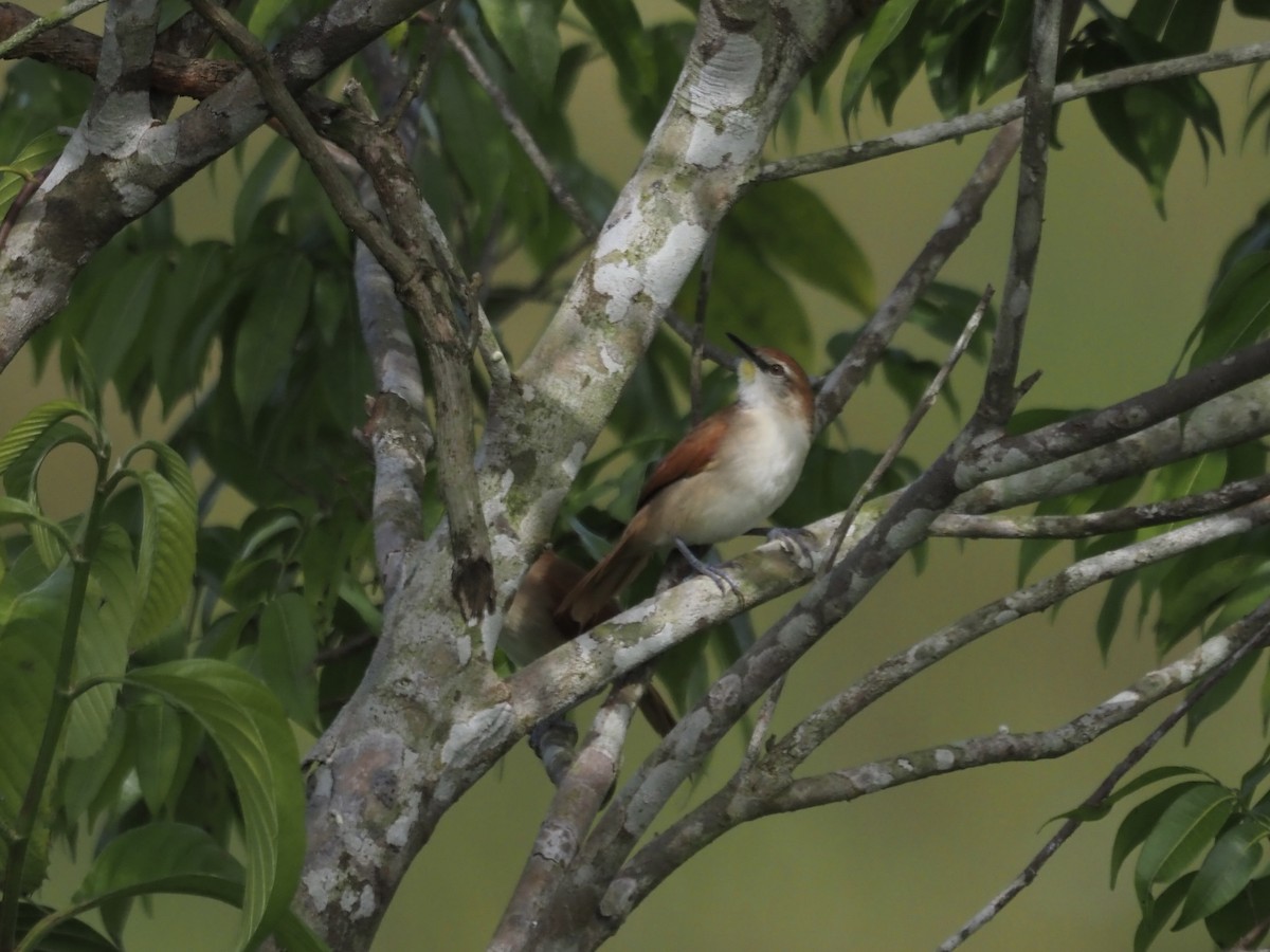 Synallaxe à gorge jaune - ML647638754