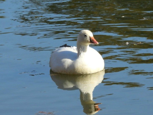 Oie de Ross - ML647638756