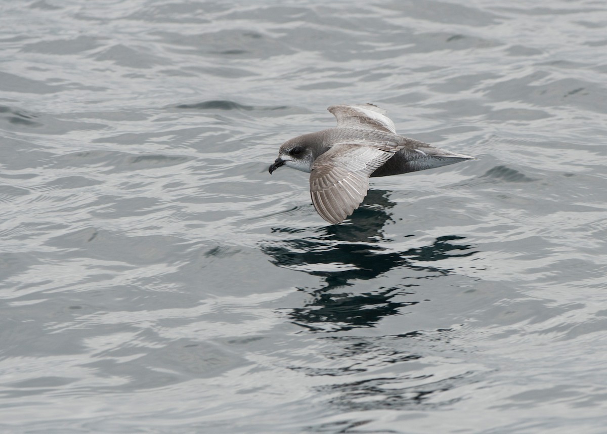 Pétrel maculé - ML647638768