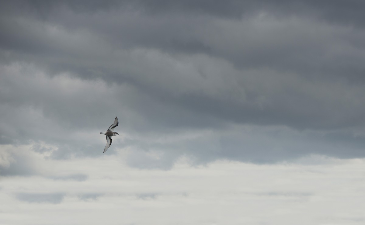 Pétrel maculé - ML647638783