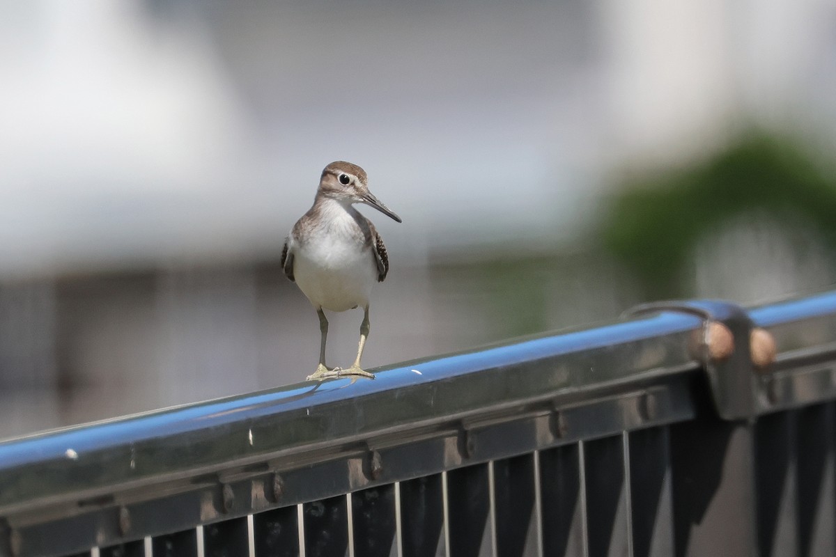 Common Sandpiper - ML647638784
