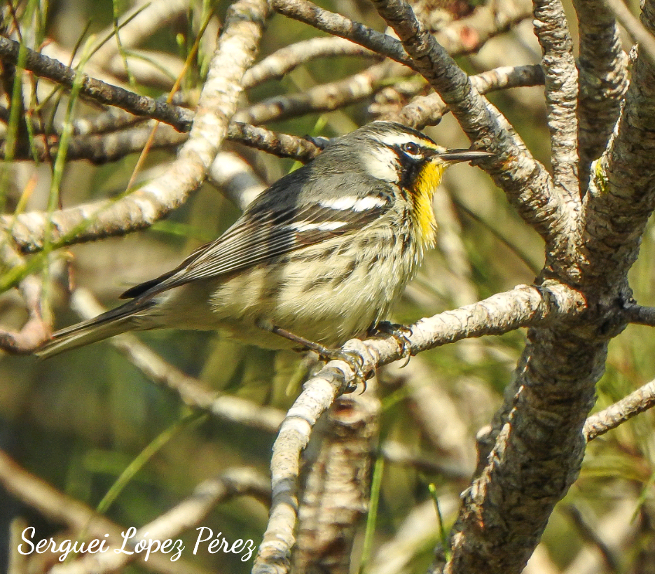 Paruline à gorge jaune - ML647638785