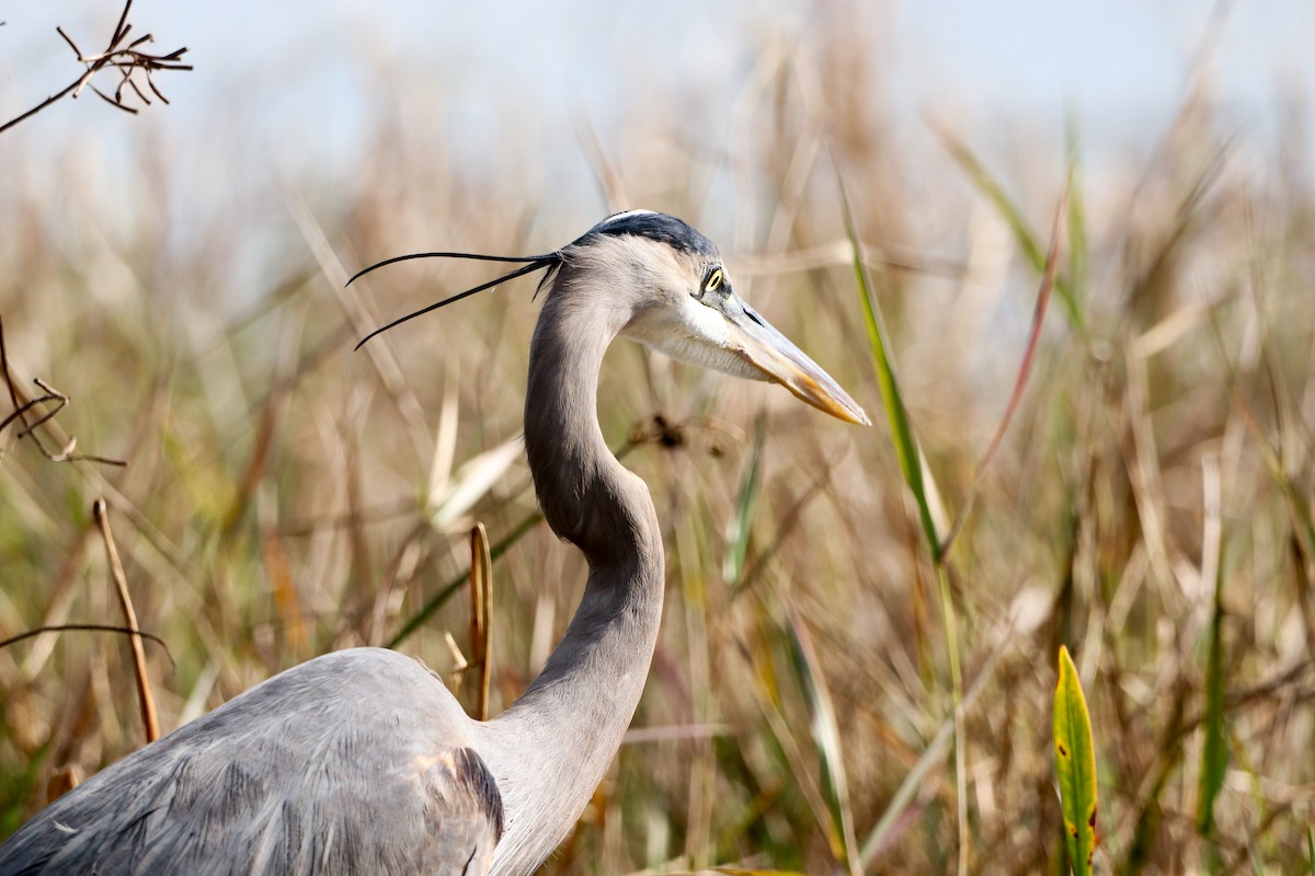 Great Blue Heron - ML647638792