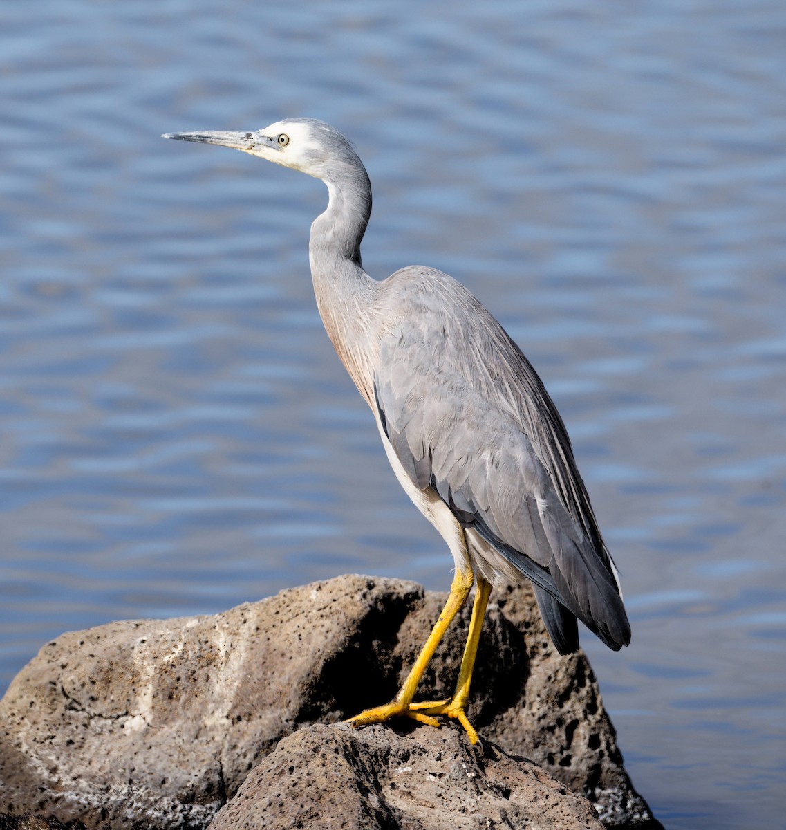 White-faced Heron - ML647638795