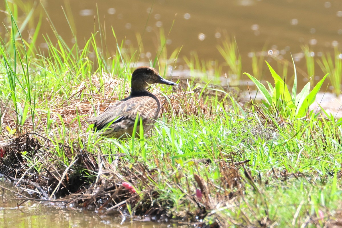 Green-winged Teal - ML647638796