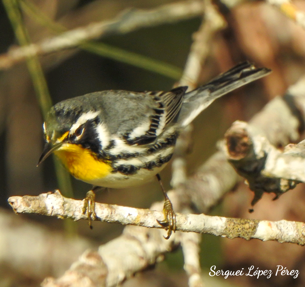 Paruline à gorge jaune - ML647638797