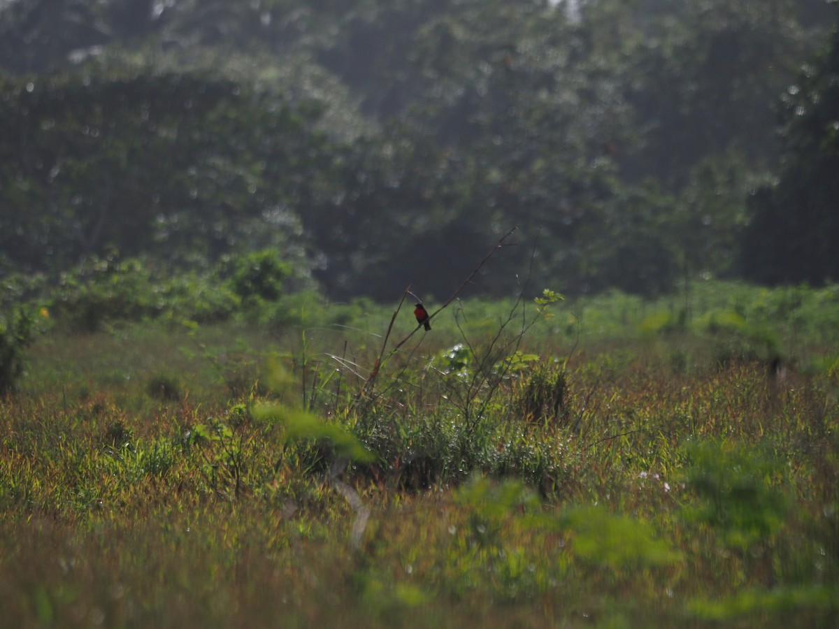 Red-breasted Meadowlark - ML647638812