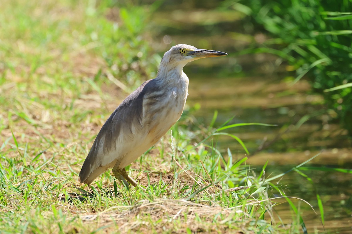 Javan Pond-Heron - ML647638813