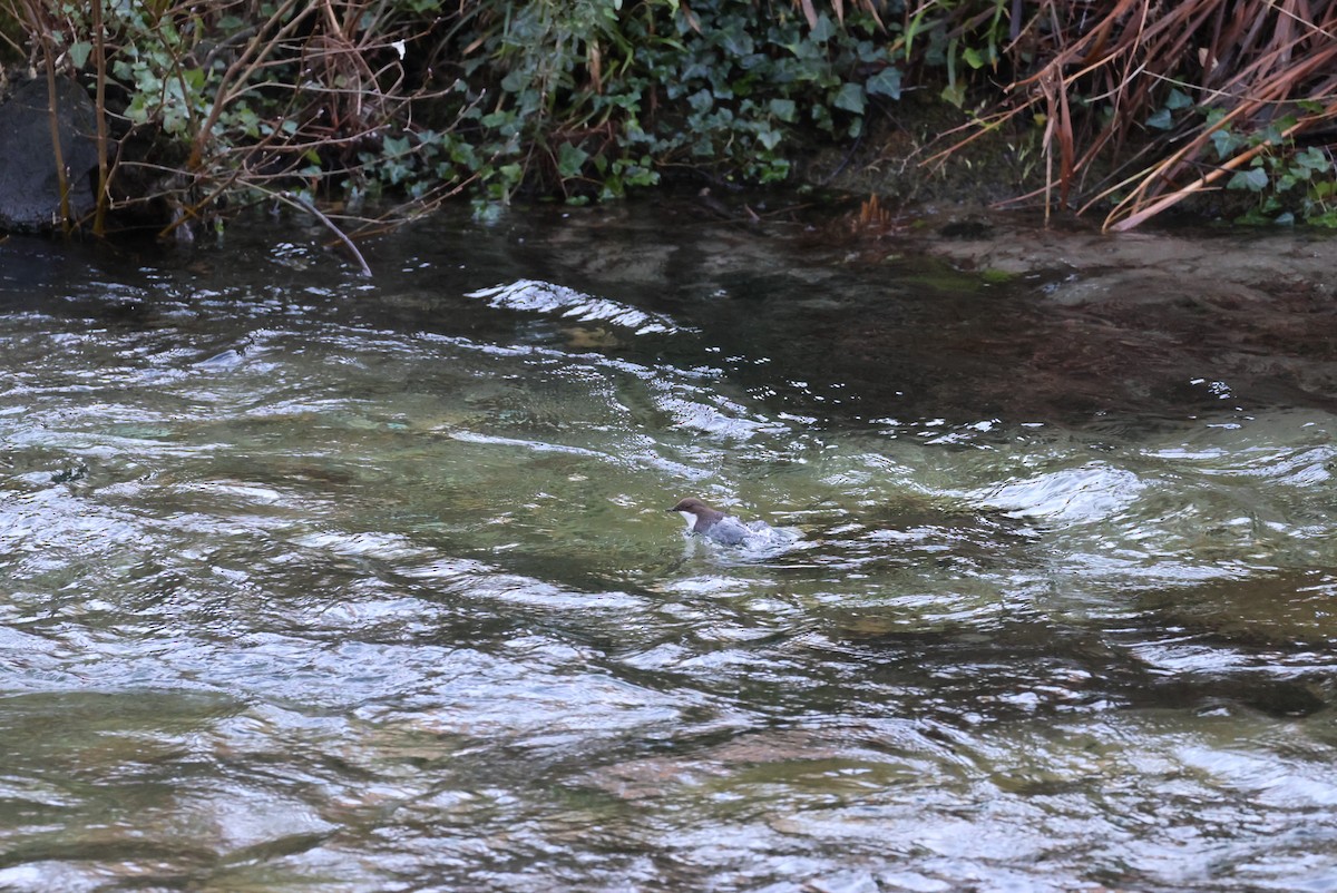 Пронурок біловолий - ML647638832