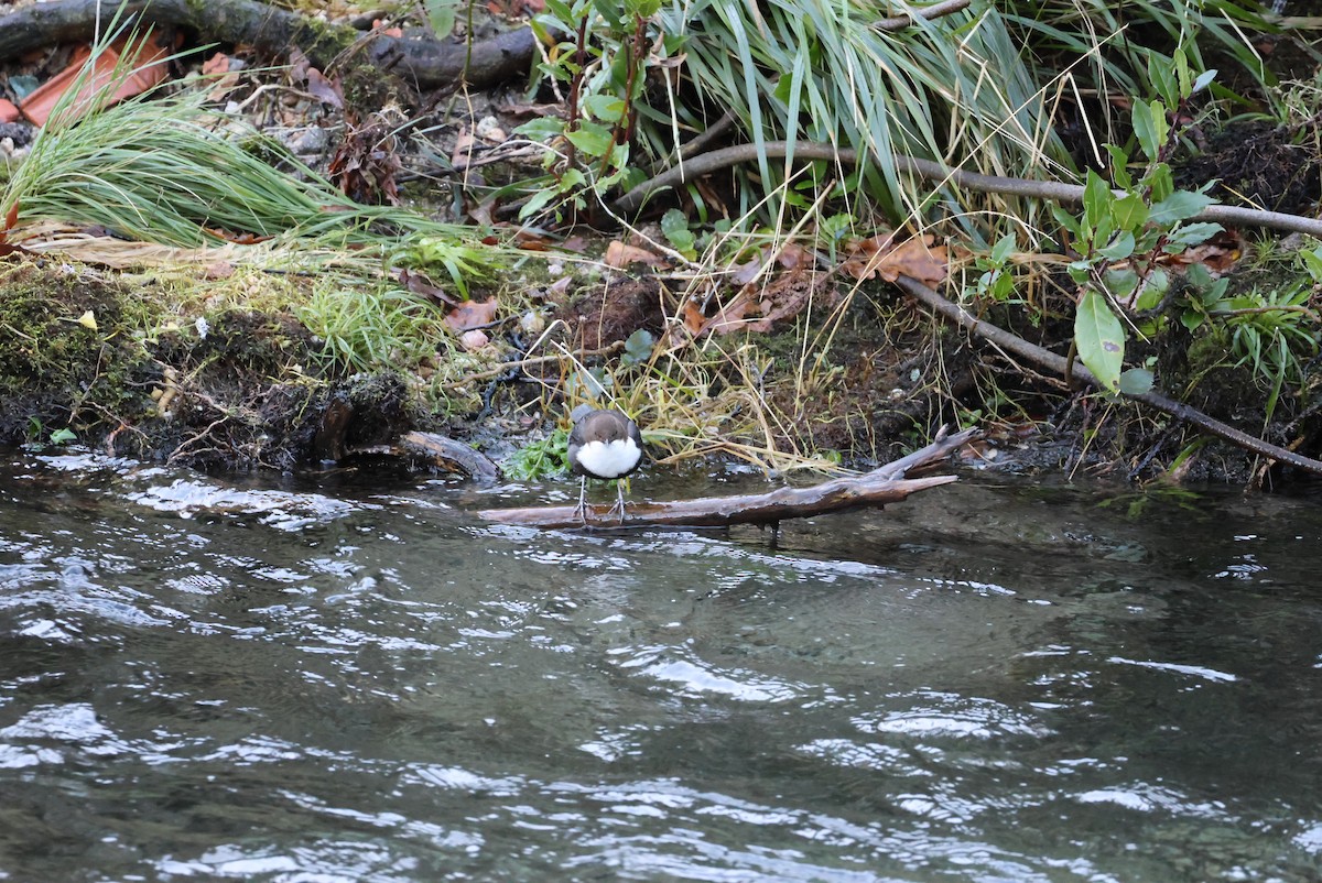 Пронурок біловолий - ML647638833