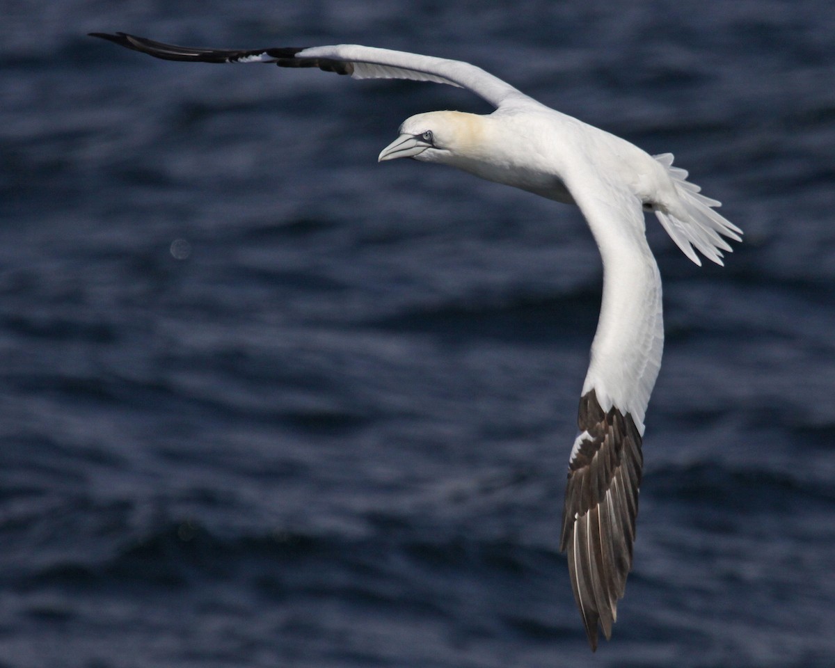 סולה מצויה - ML647638836