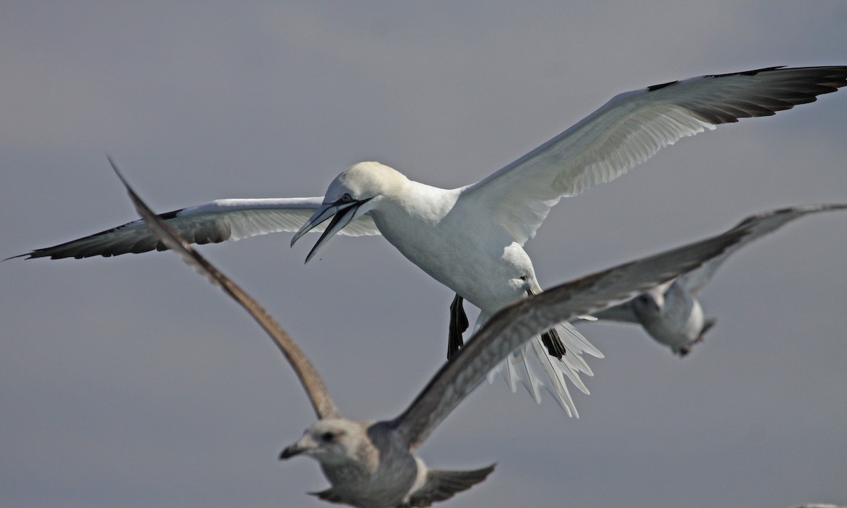 סולה מצויה - ML647638837