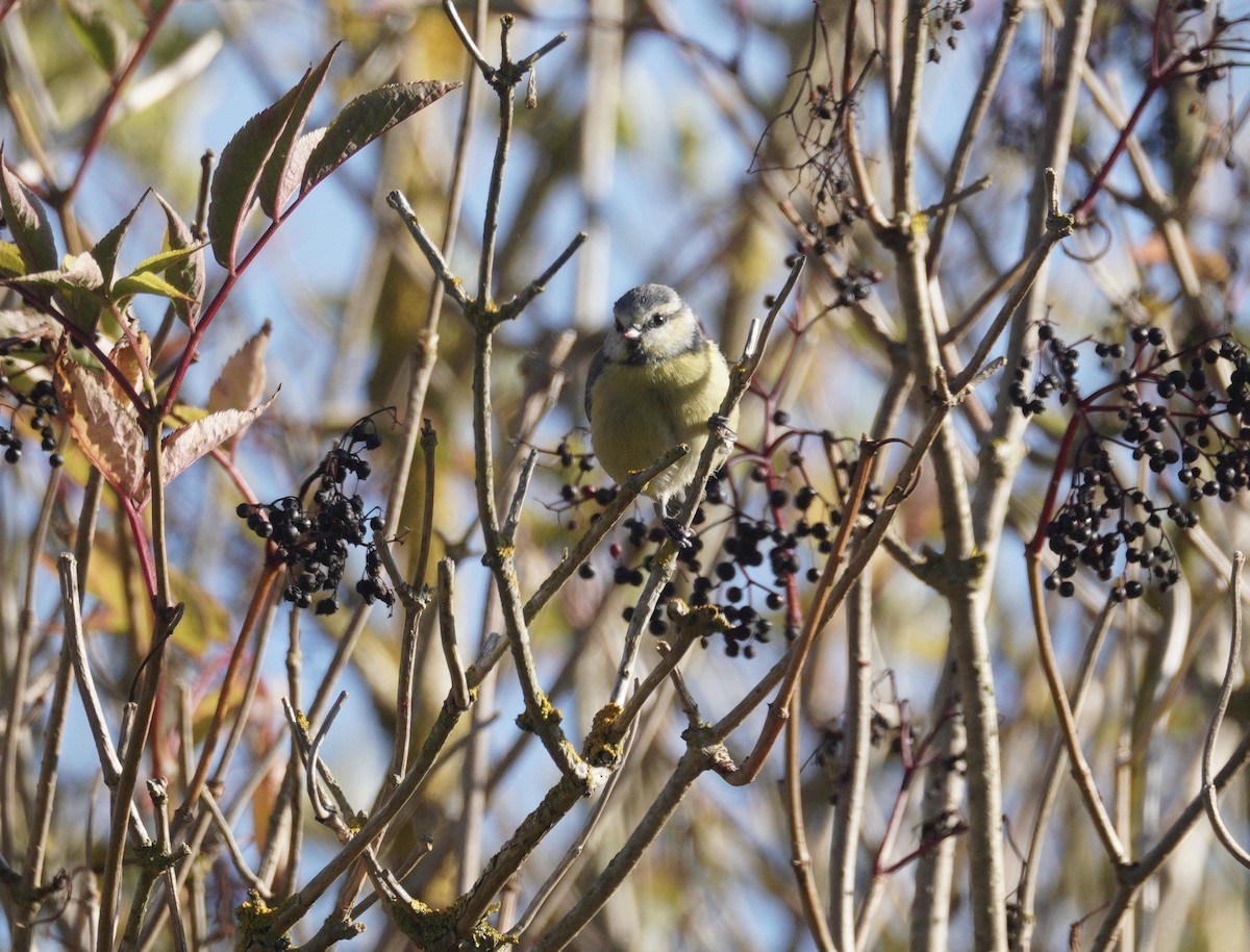 Eurasian Blue Tit - ML647638838