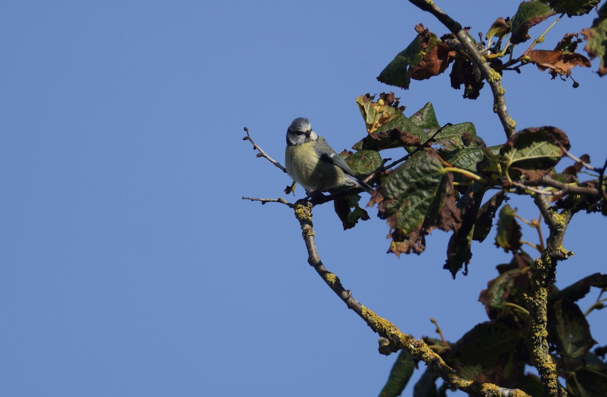 Eurasian Blue Tit - ML647638853