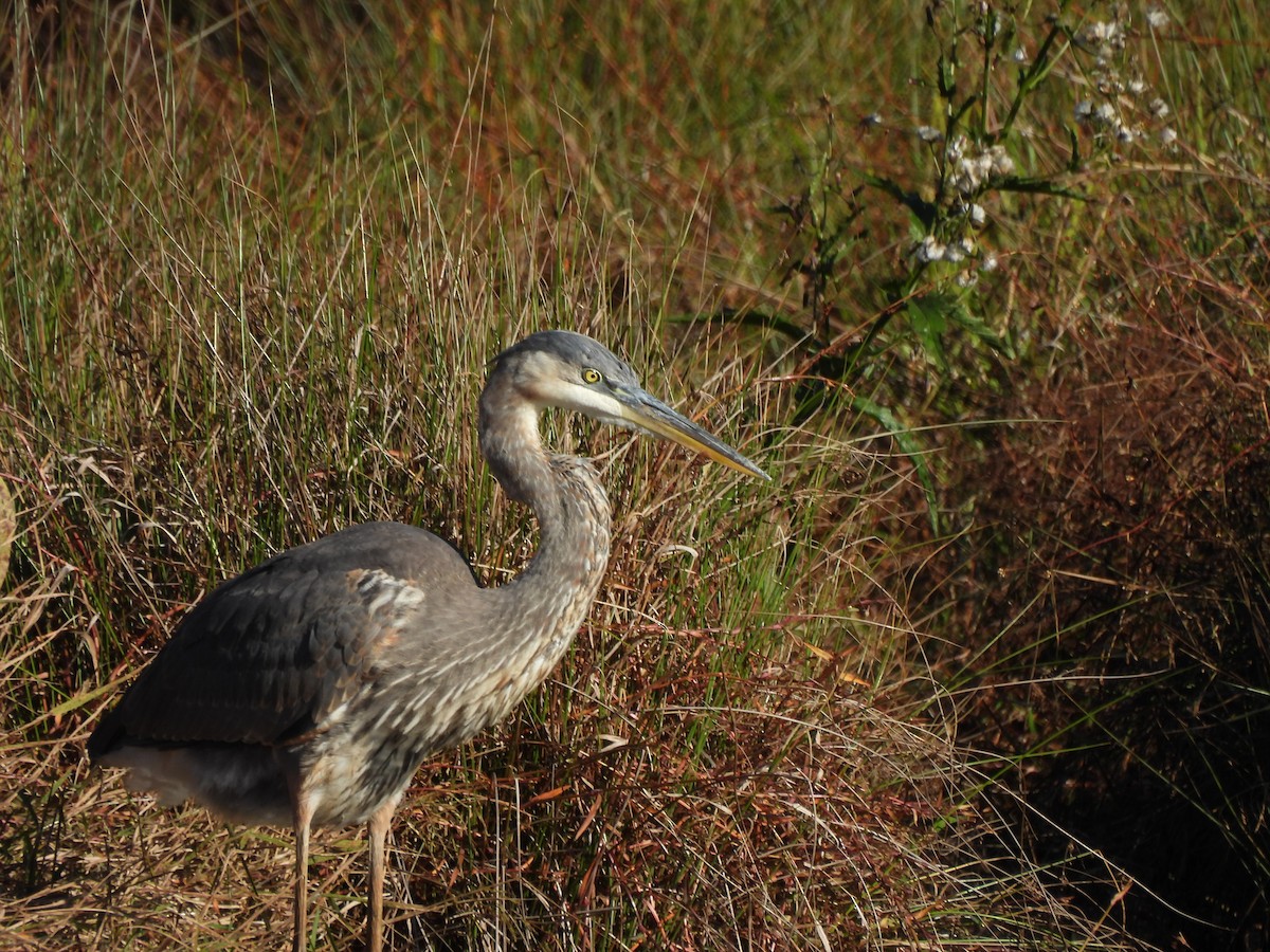 Great Blue Heron - ML647638886