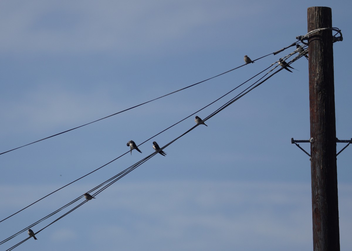 Ластівка сільська - ML647638912