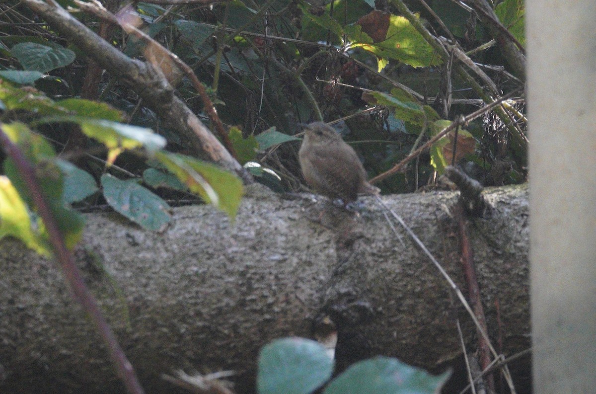 ミソサザイ - ML647638937