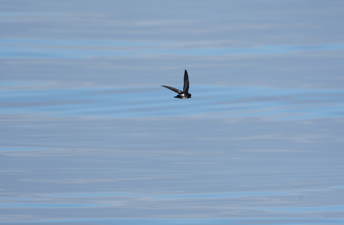 Elliot's Storm-Petrel - ML647638967