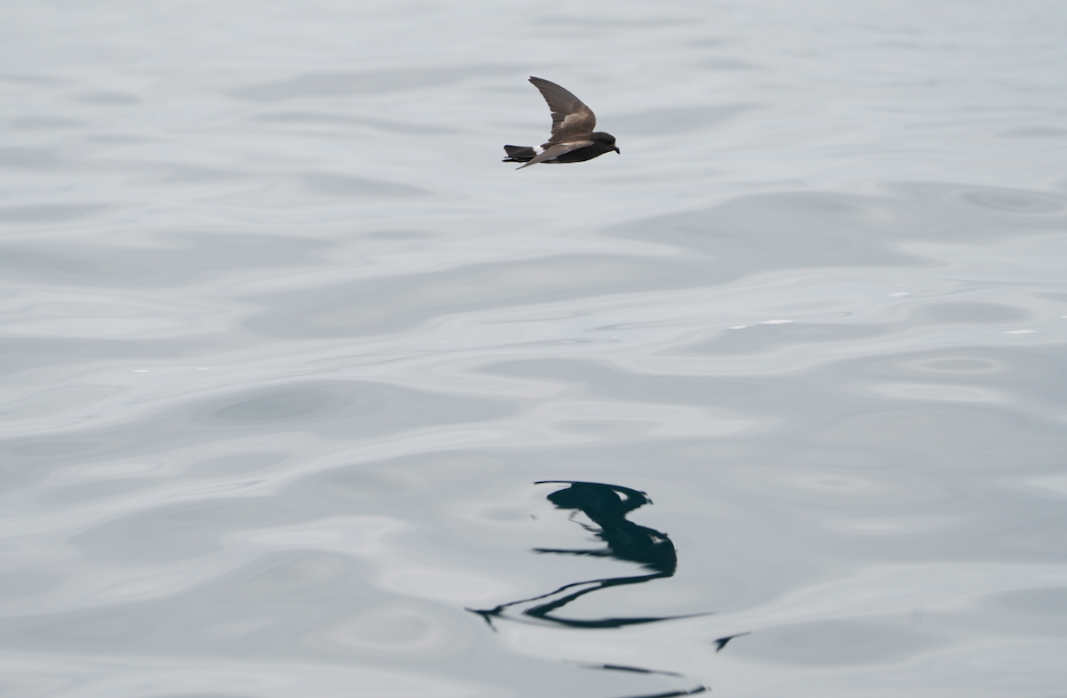 Elliot's Storm-Petrel - ML647638968