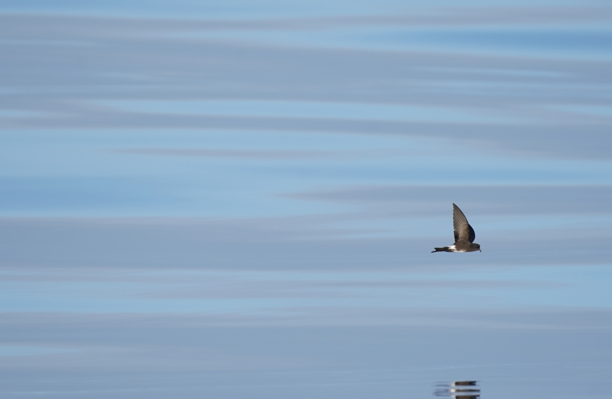 Elliot's Storm-Petrel - ML647638969