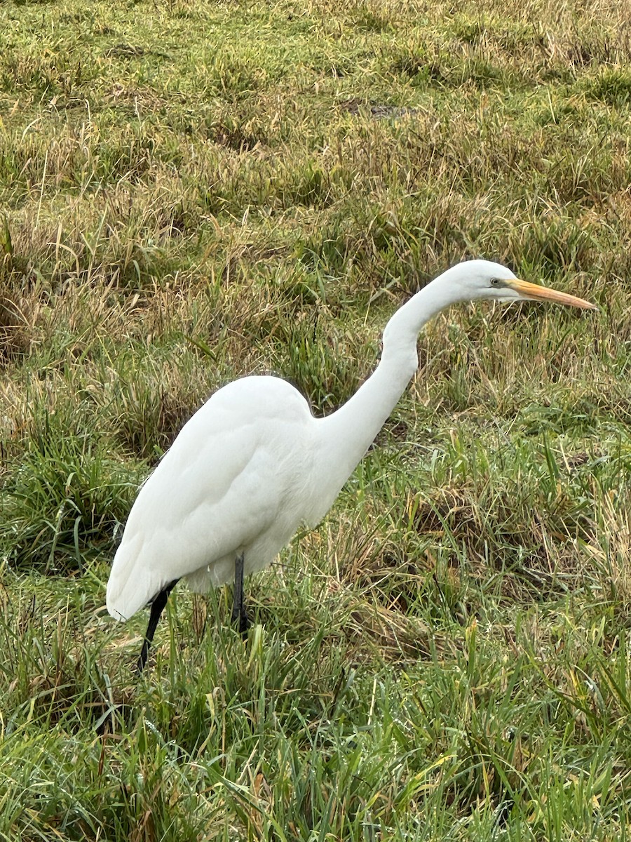 Koartza zuria - ML647638999