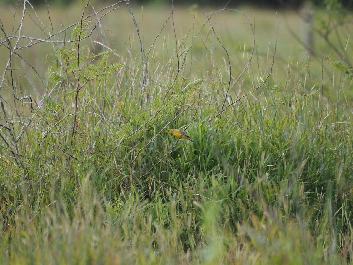 Kurzschnabel-Gilbtangare - ML647639000