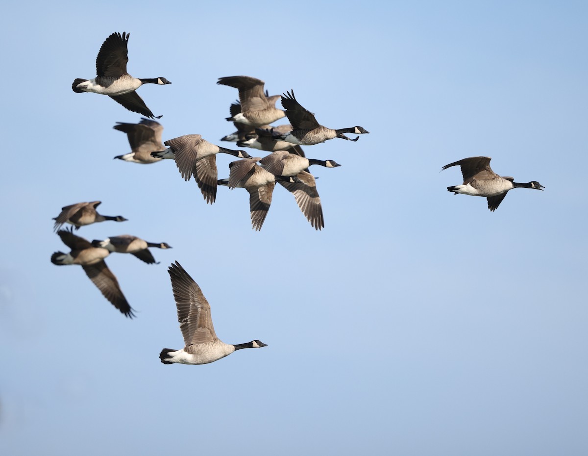 Canada Goose - ML647639011