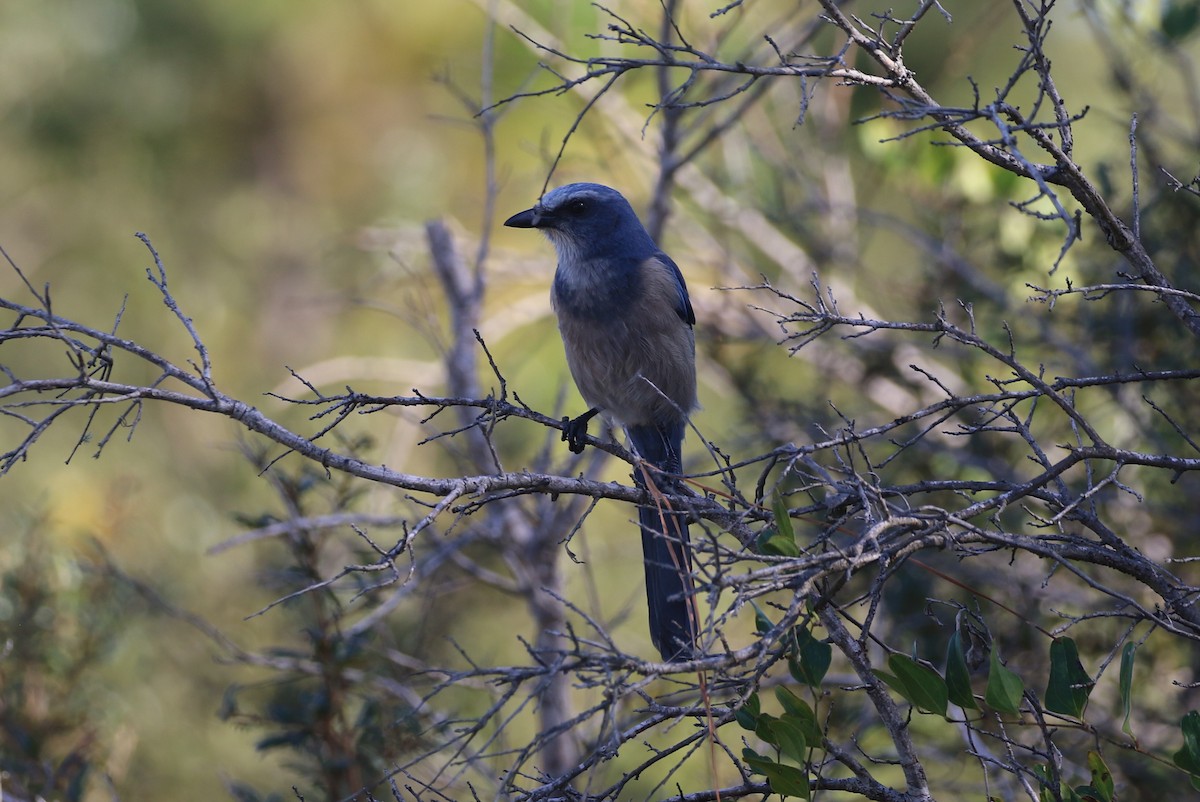 Florida Scrub-Jay - ML647639015