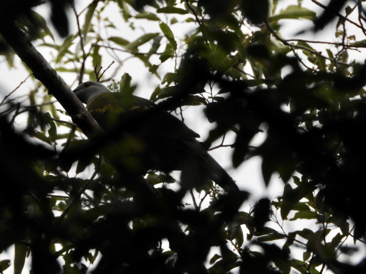 Wompoo Fruit-Dove - ML647639017