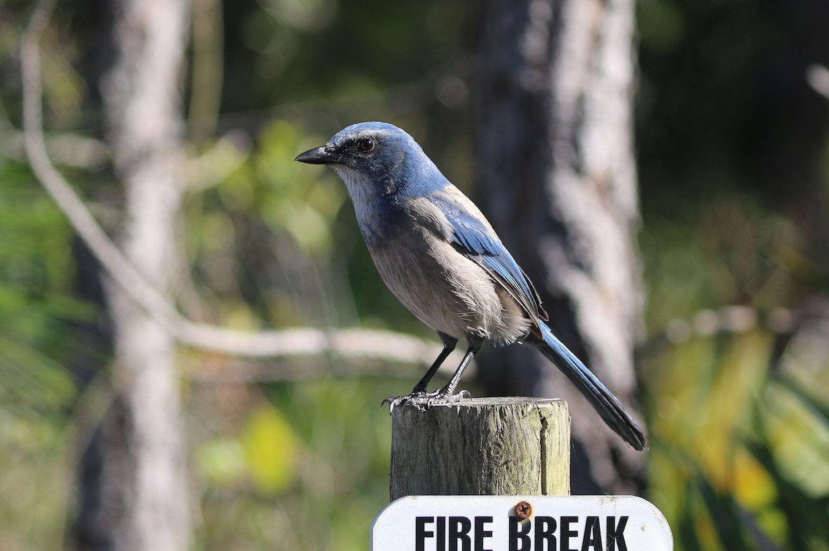 Florida Scrub-Jay - ML647639019