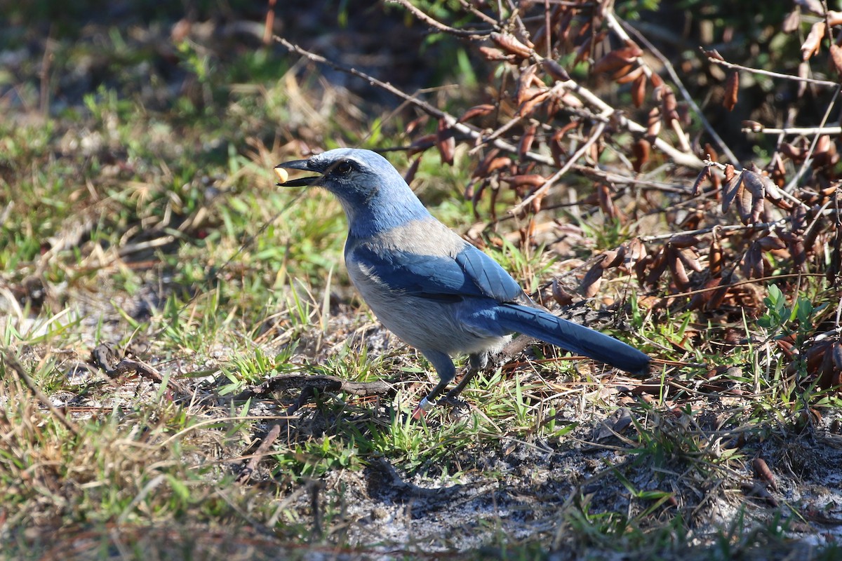 Florida Scrub-Jay - ML647639024