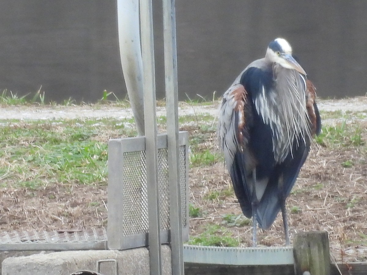 Great Blue Heron - ML647639027