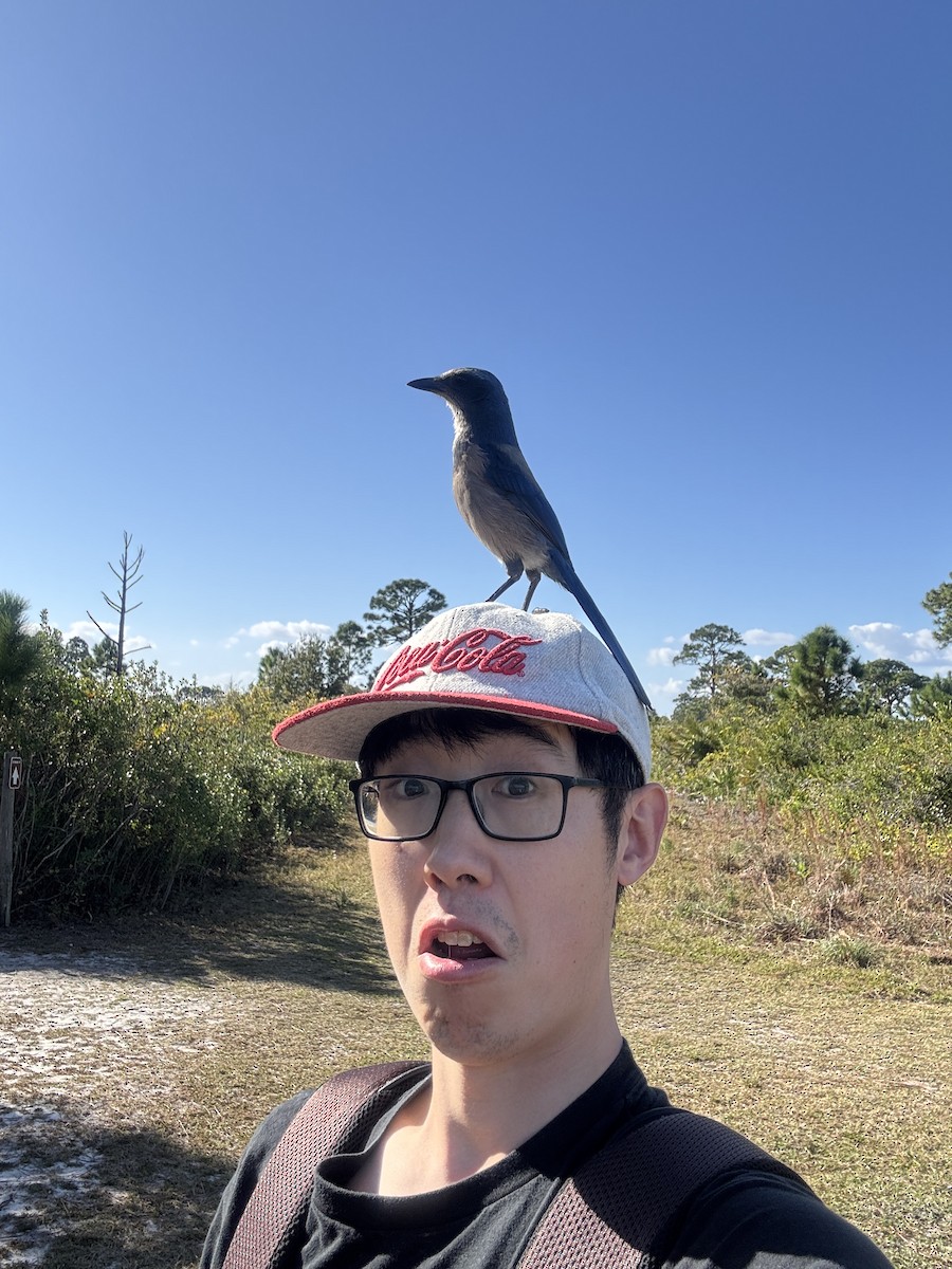 Florida Scrub-Jay - ML647639029