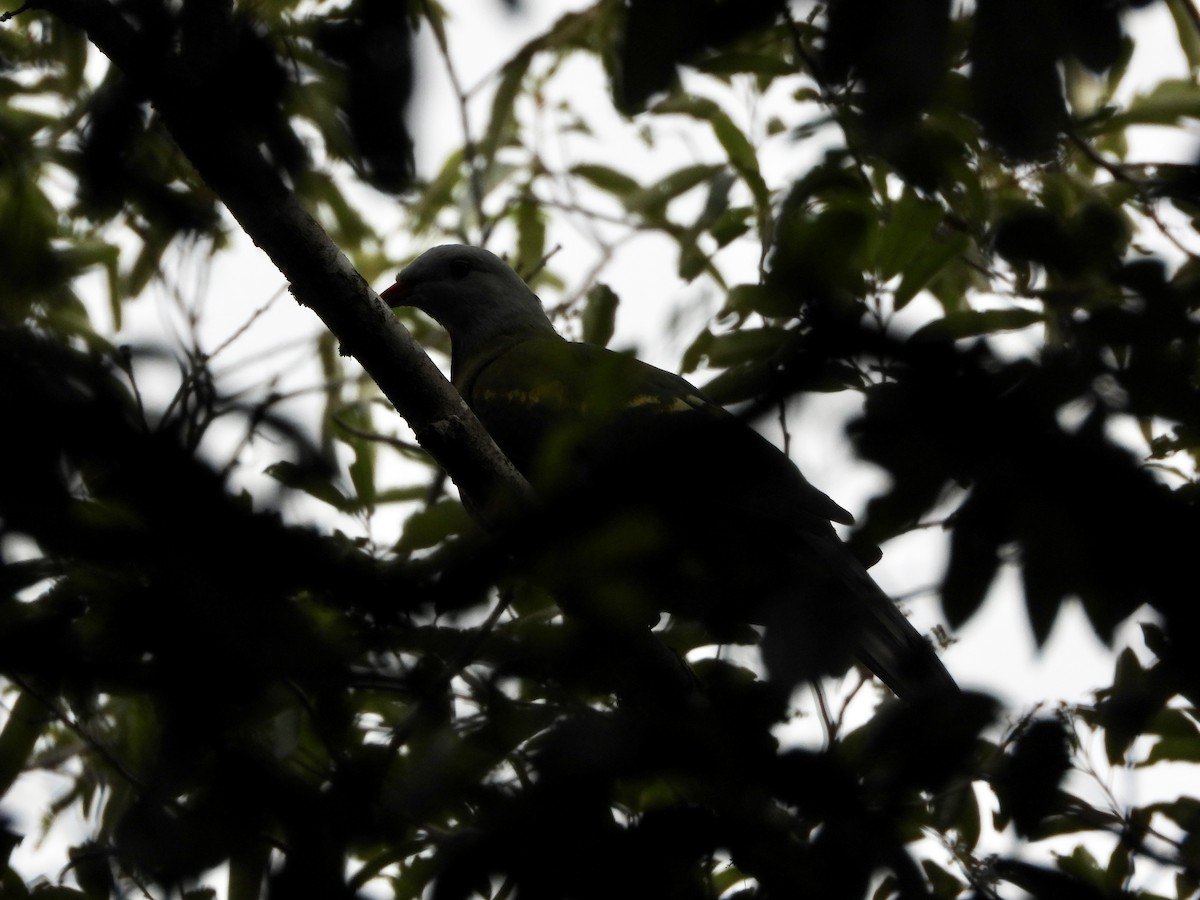 Wompoo Fruit-Dove - ML647639034