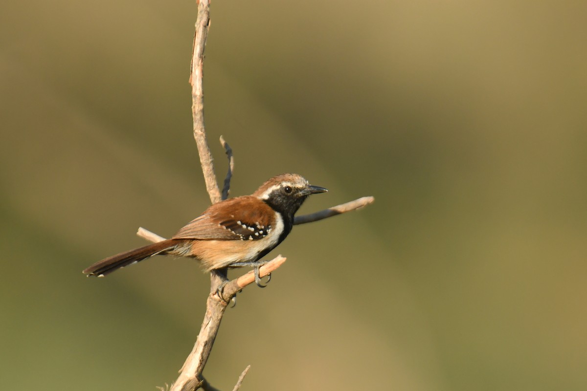 Rusty-backed Antwren - ML647639052
