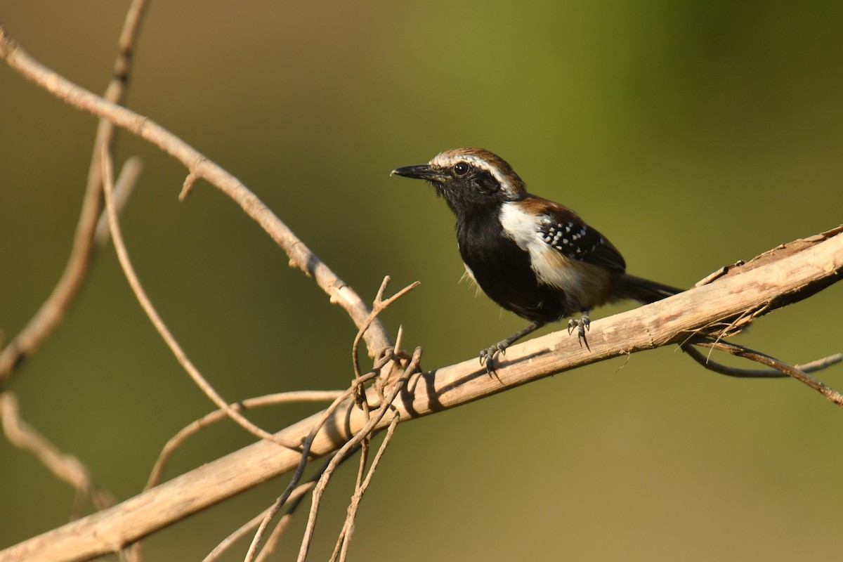 Rusty-backed Antwren - ML647639056