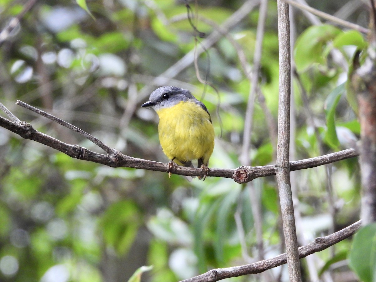 Eastern Yellow Robin - ML647639061