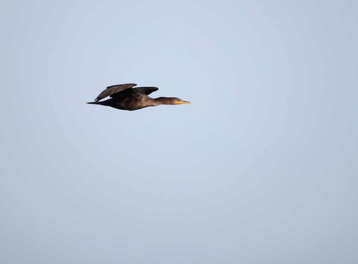 Double-crested Cormorant - ML647639066