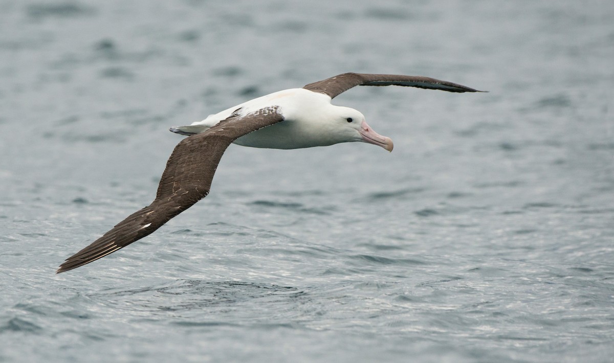 Iparraldeko albatros handia - ML647639067