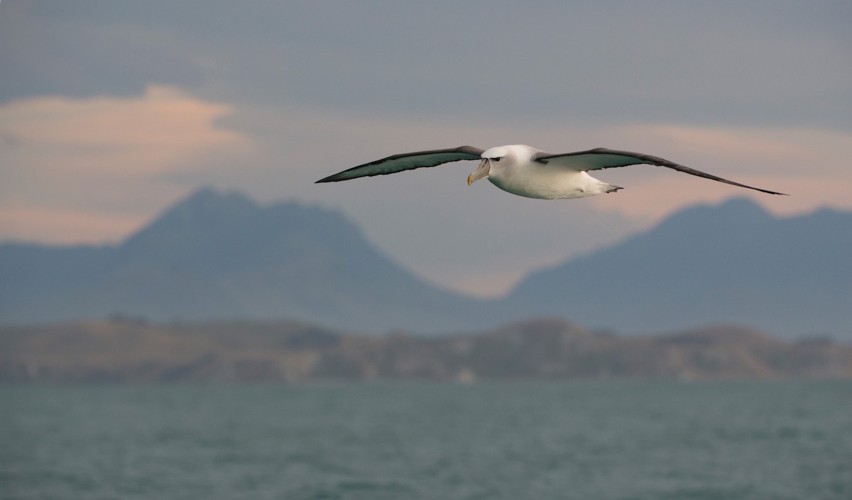 Albatros tasmaniarra - ML647639074