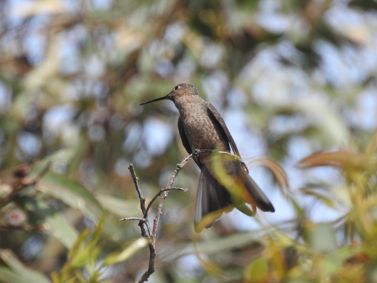 Giant Hummingbird - ML647639077
