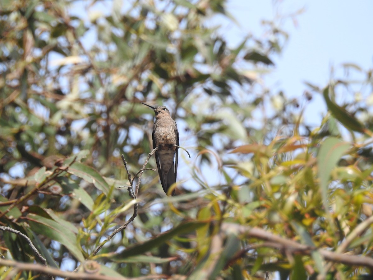 Giant Hummingbird - ML647639078