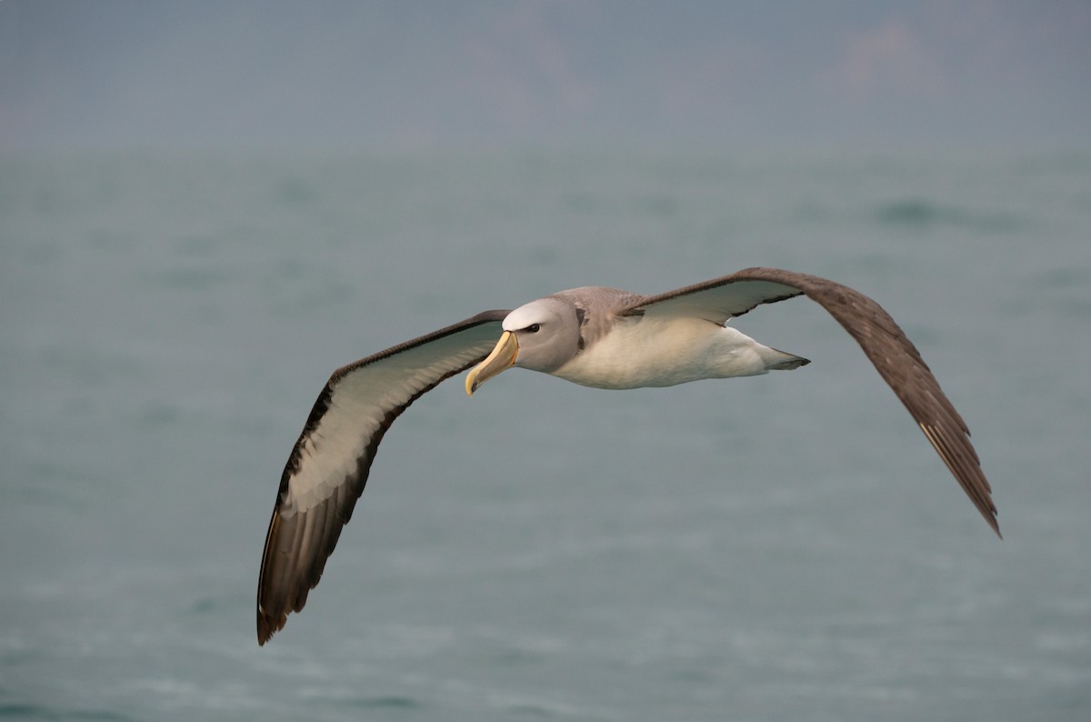 Salvin albatrosa - ML647639079