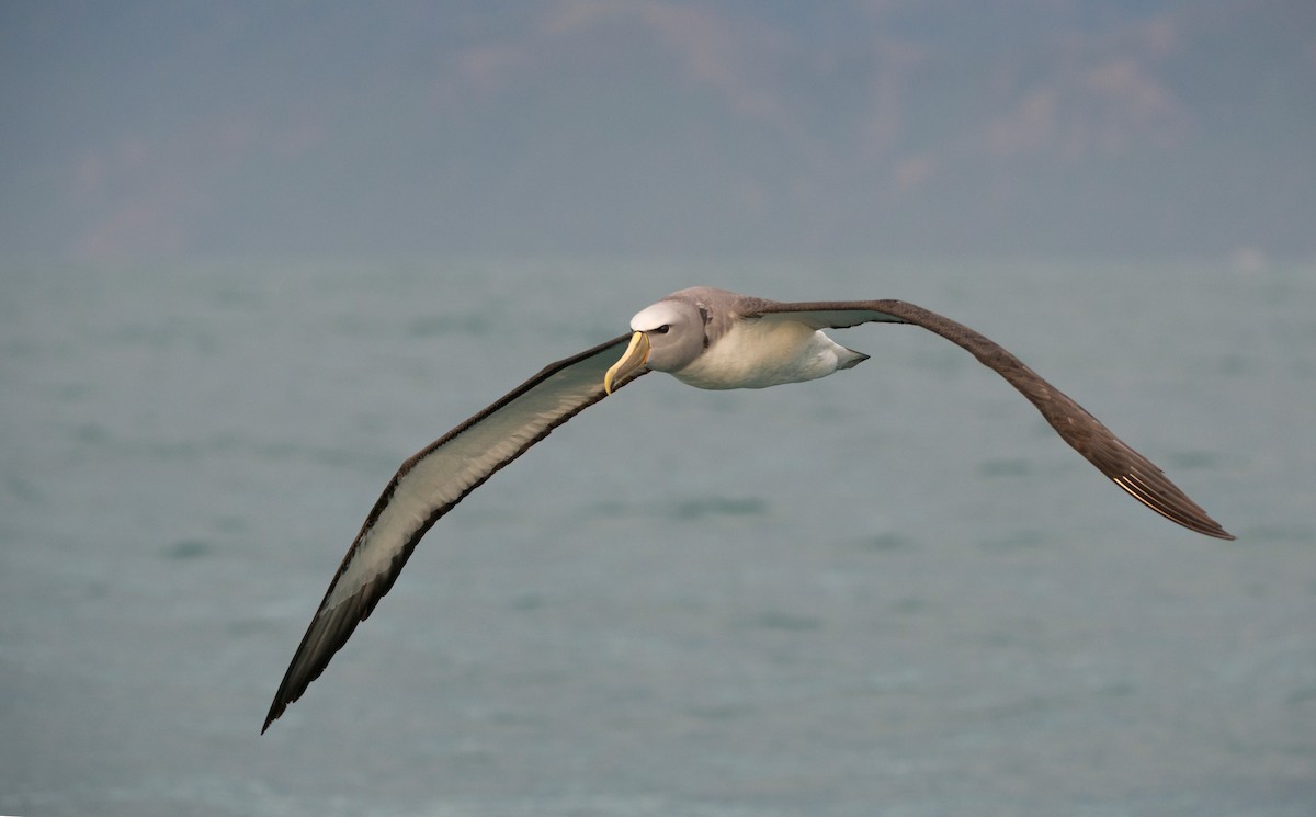 Salvin albatrosa - ML647639080