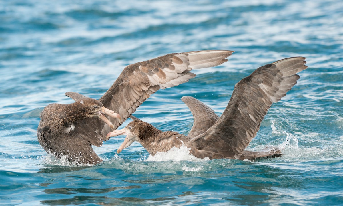 Petreltzar iluna - ML647639082