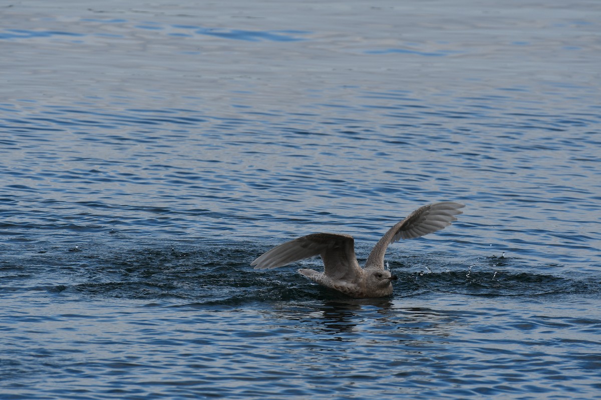 Grönland Martısı - ML647639127